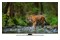 Telewizor JVC LT55VU8000 55" 4K Ultra HD