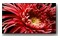 Telewizor Sony KD85XG8596 85" 4K Ultra HD