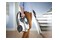 Odkurzacz Philips XB212209 Seria 2000 tradycyjny bezworkowy 850W biały