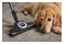Odkurzacz MIELE SDBF5 Compact C2 Cat&Dog tradycyjny workowy czerwony