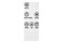 wentylator Kolumnowy Activejet WKS120BPJ Selected