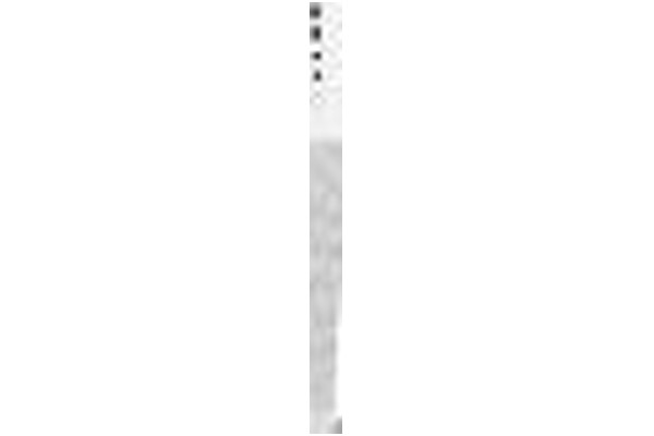Obudowa PC Fractal Design Pop Air TG Midi Tower biały