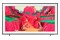 Telewizor Samsung QE75LS03F 75" 4K Ultra HD