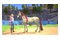 Barbie Horse Trails PlayStation 4