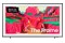 Telewizor Samsung GQ65LS03FWUXZG 65" 4K Ultra HD