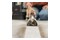 Odkurzacz BISSELL 3931N SpotClean Pet Pro tradycyjny bezworkowy 400W czarny