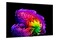 Telewizor LG OLED55G64LW 55" 4K Ultra HD