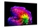 Telewizor LG OLED65G64LW 65" 4K Ultra HD