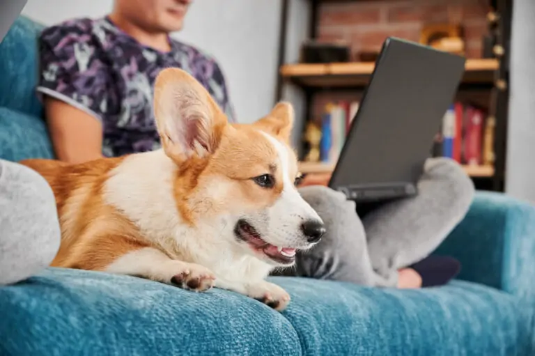Jak pies widzi telewizor?